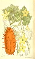 Cucumis metuliferus